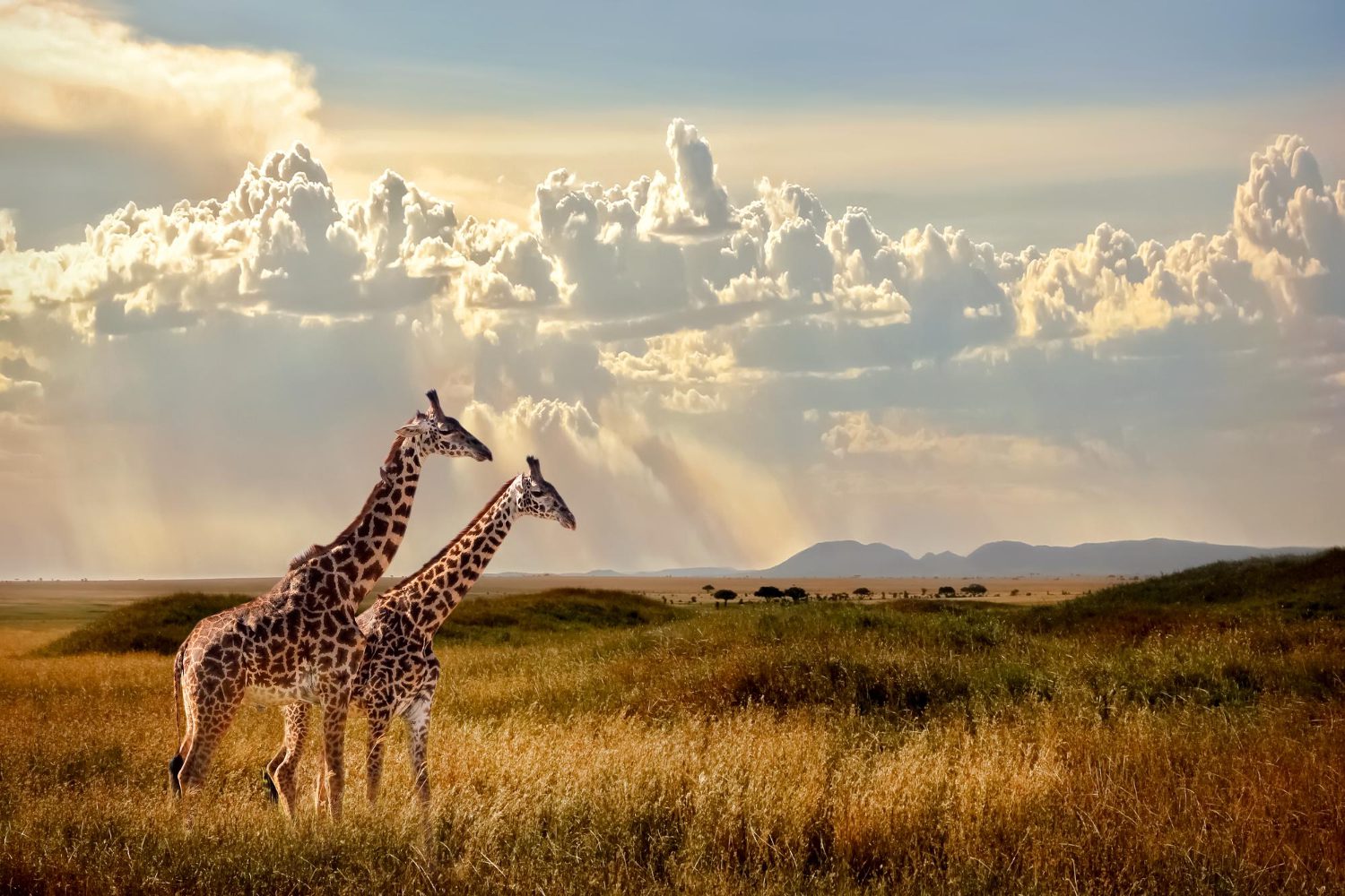 Tanzania Luxury Safaris