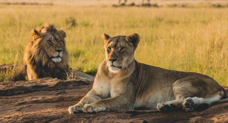 5 Days Tarangire and Ngorongoro Crater Safari