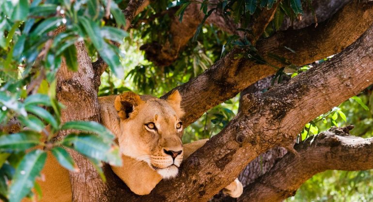 Queen Elizabeth National Park