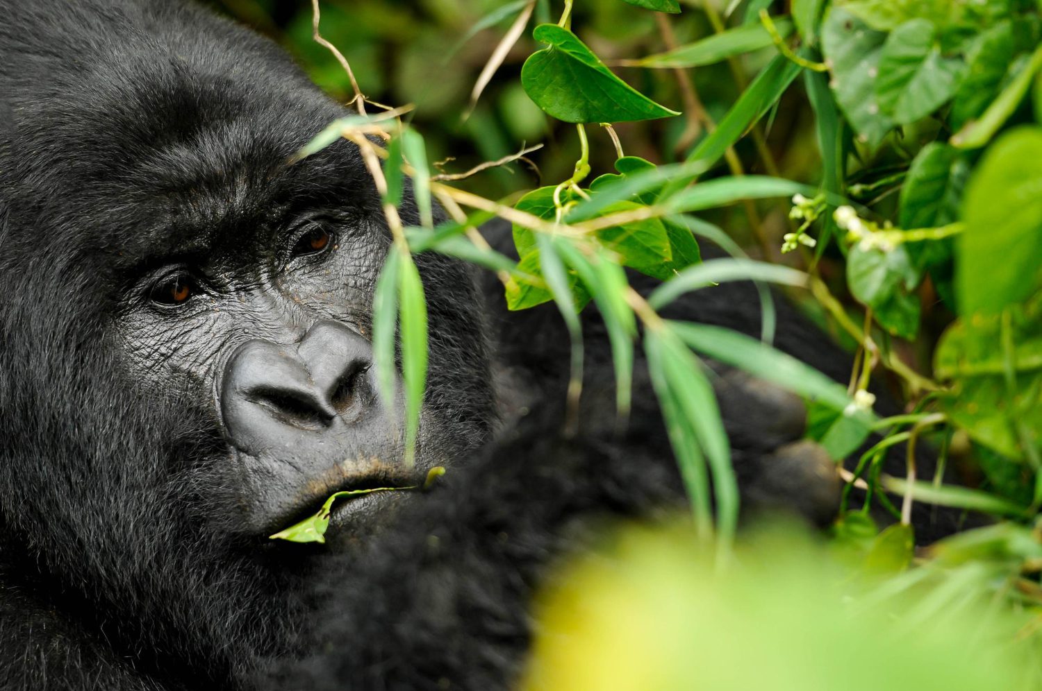 Gorilla Trekking in Uganda