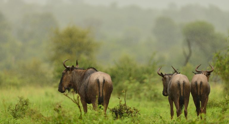 3 Days Masai Mara Safari Kenya