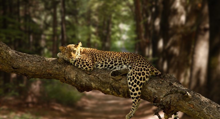 3 Days Serengeti Wildlife Safari Kenya