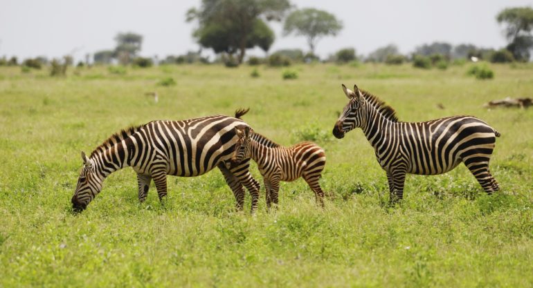 1 Day Lake Mburo Wildlife Safari