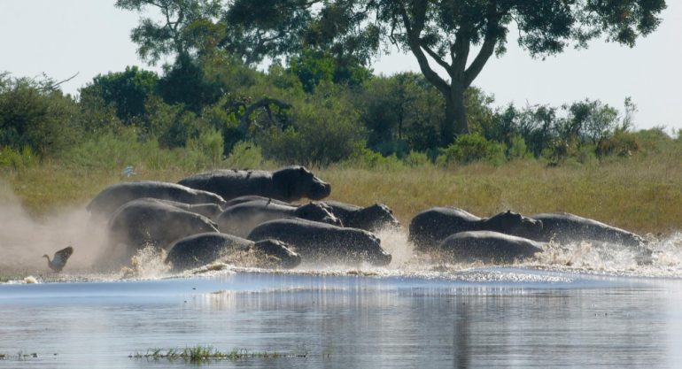 6 Days Botswana Safari