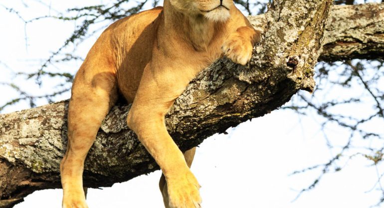 7 Days Photography Safari Tanzania