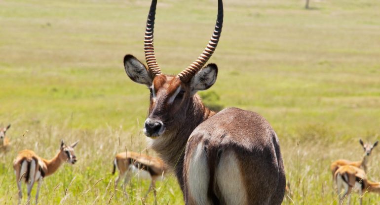 5 Days Safari in South Africa