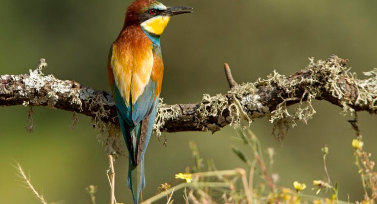 14 Days Uganda Birdwatching Safaris