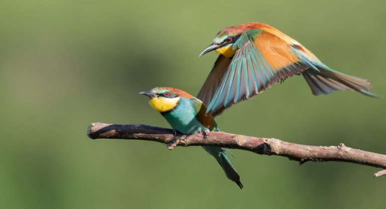 18 Days Best Of Birding Uganda