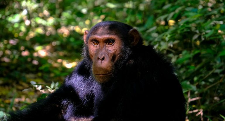 Chimpanzee Trekking in Tanzania