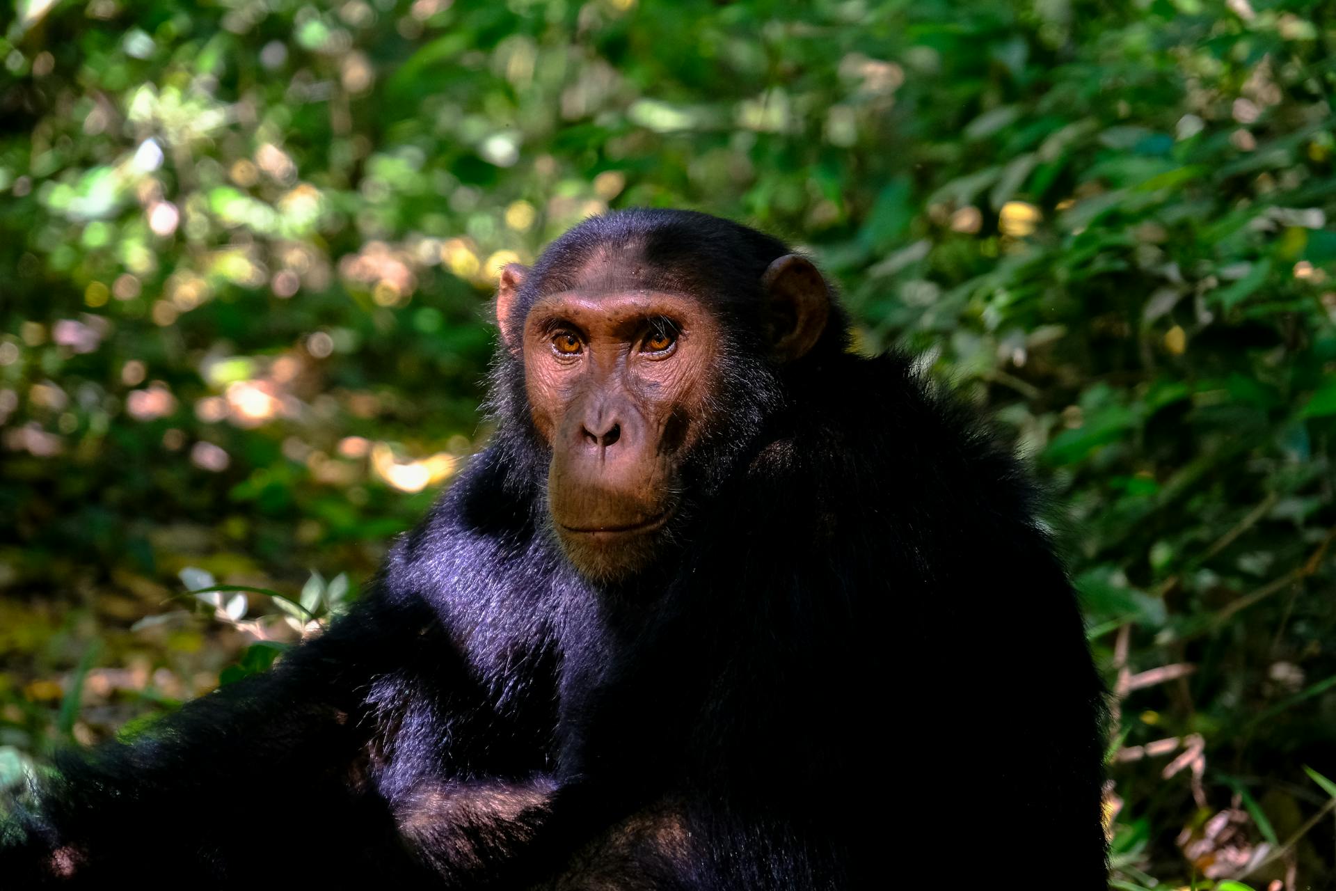 Chimpanzee Trekking in Tanzania