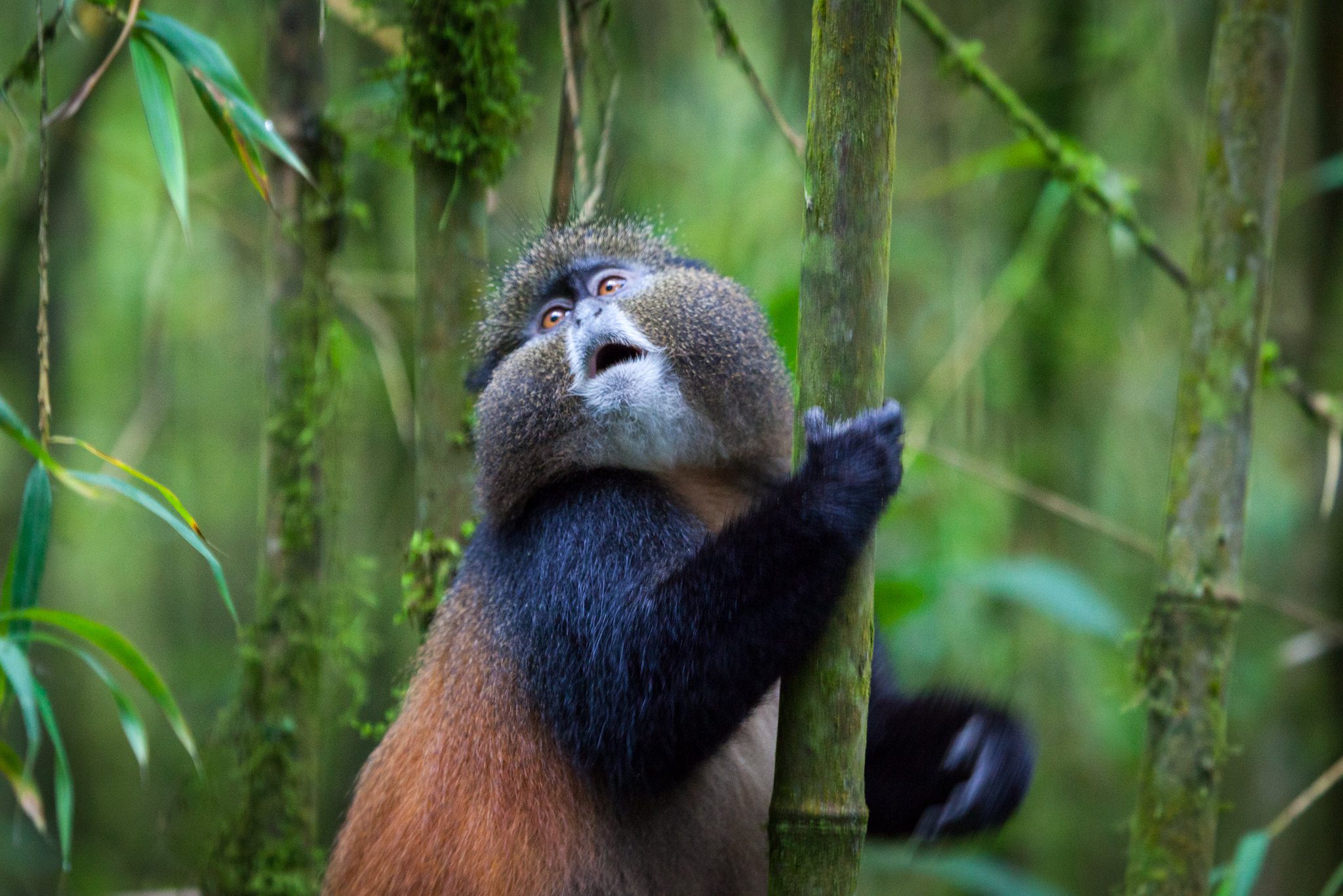golden monkey uganda