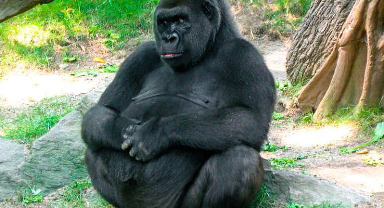 9 Day Safari in Congo