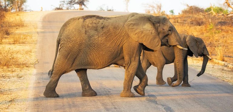 3 Days Safari Kruger National Park