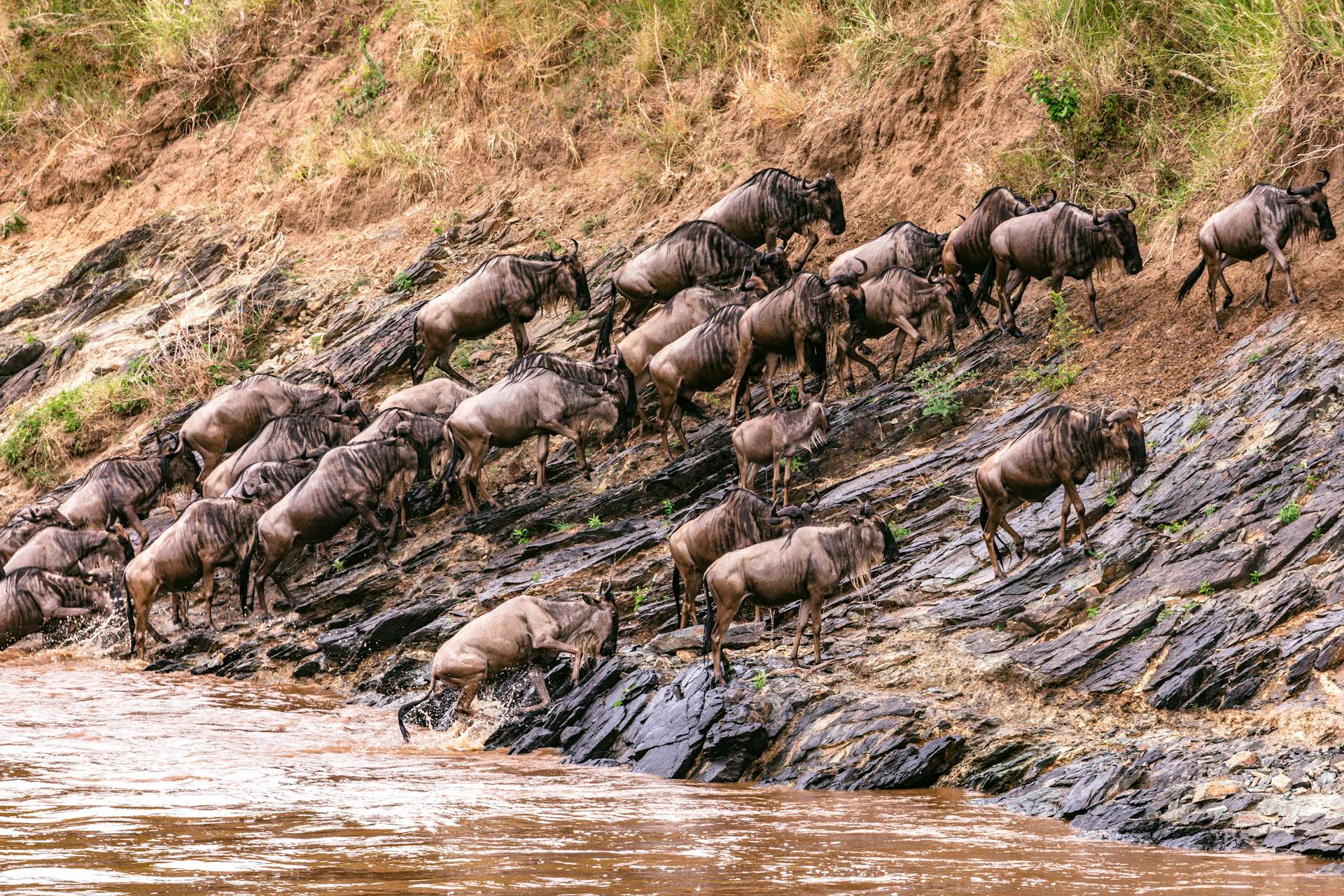 migration safaris africa