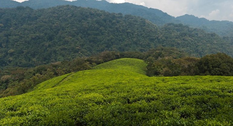 8 Days Rwanda Exclusive Safari Vacation