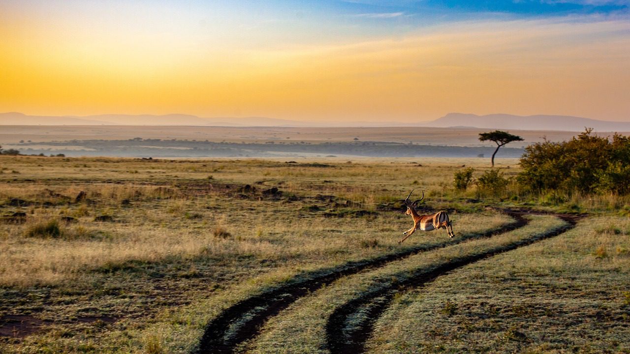 Photography Safaris in Uganda