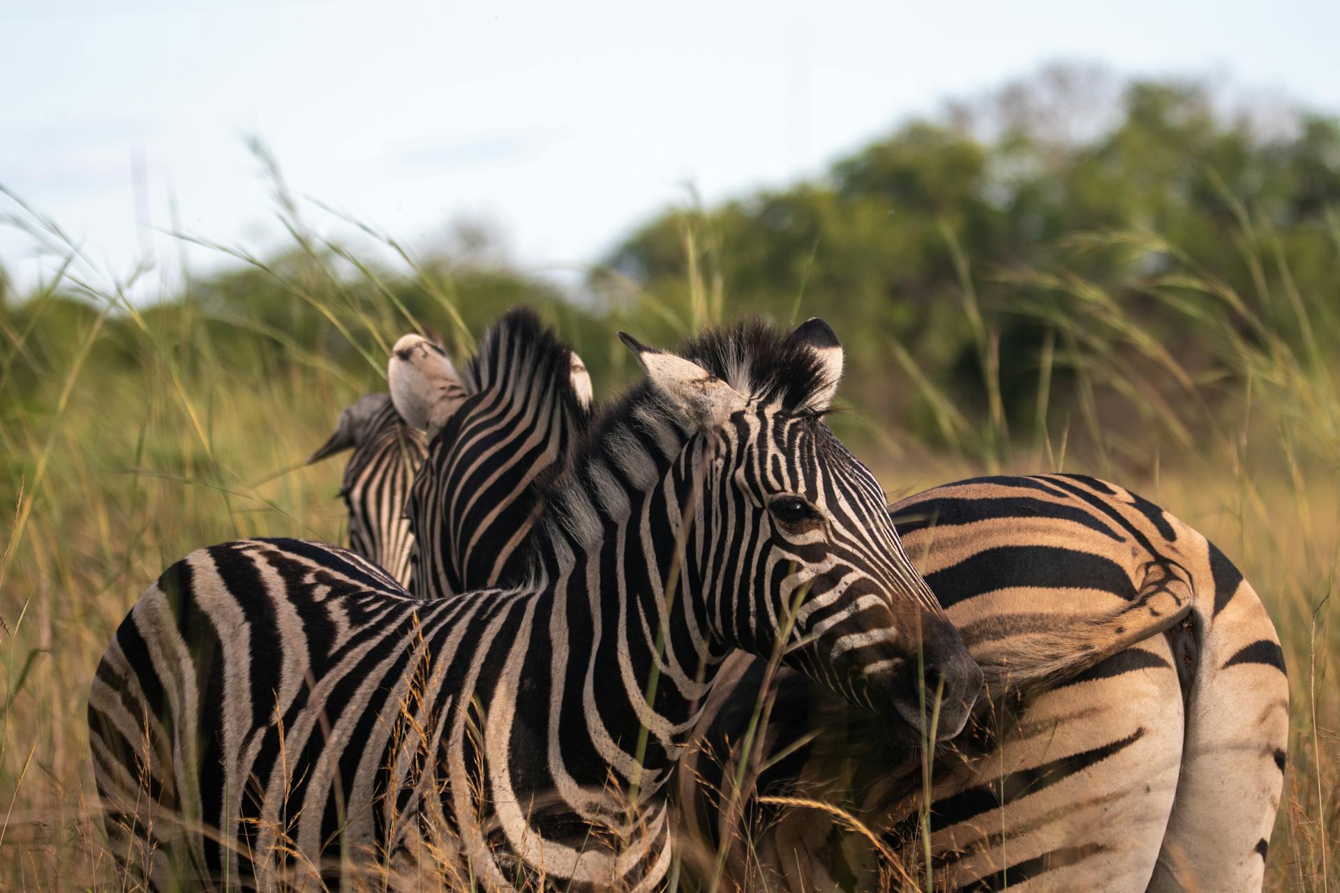 rwanda family safaris