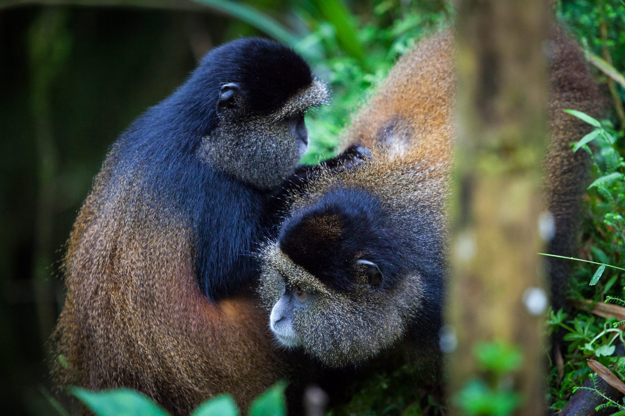 Golden Monkey Trekking in Rwanda