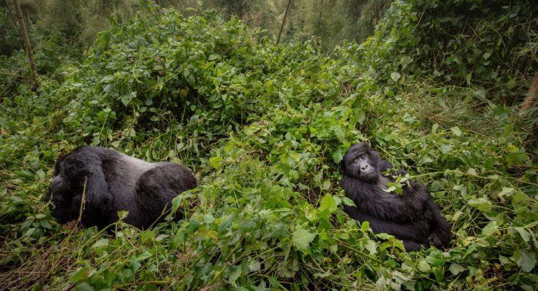 9 Days Rwanda Gorilla Trek & Wildlife Safari