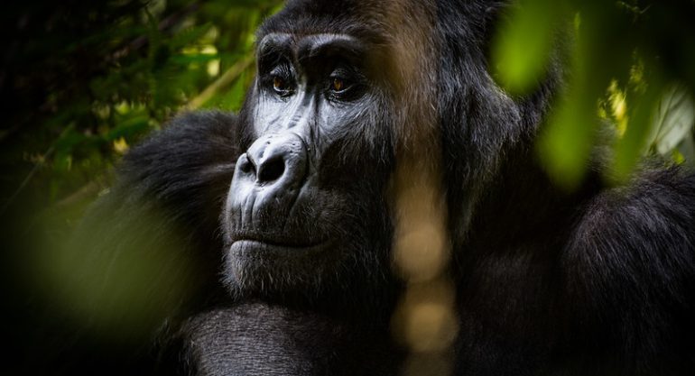 7 Days Safari in Rwanda