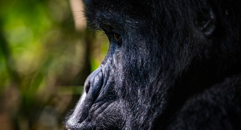 6 Day Rwanda Safari Holiday