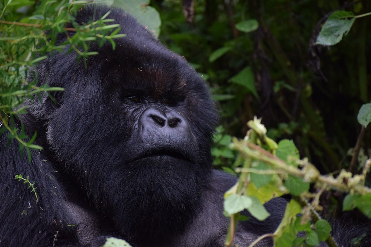 Photography Safaris in Rwanda