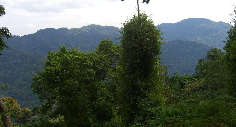 11 Days Rwanda Safari Vacation