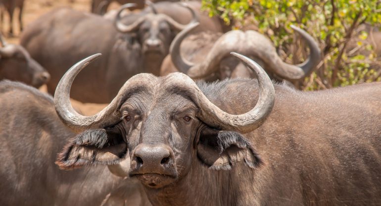 10 Days South African Safari Tour