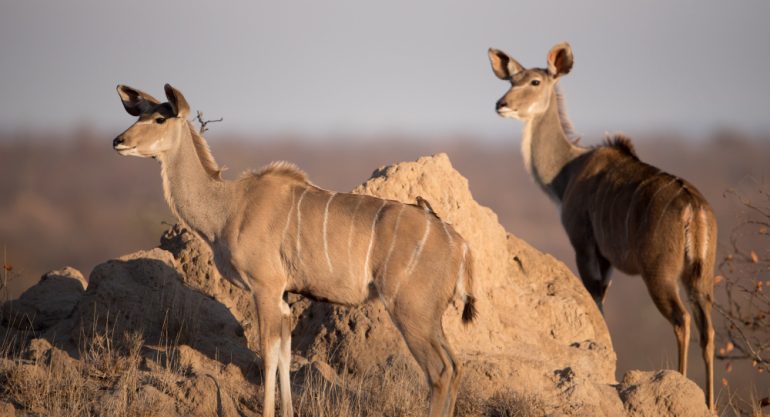 7 Days South African Safari