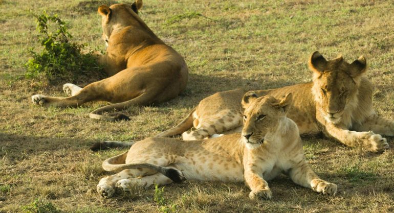 Tanzania Family Safaris