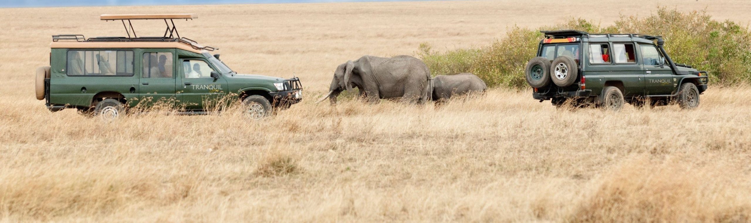 tranquil safaris