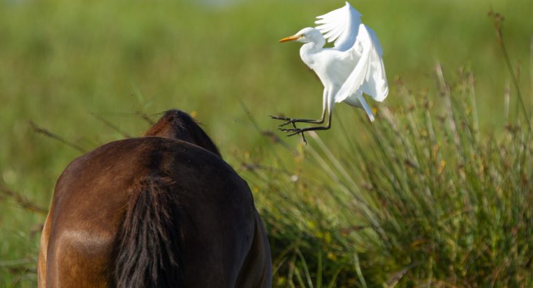 7 Days Birding Safari in Uganda