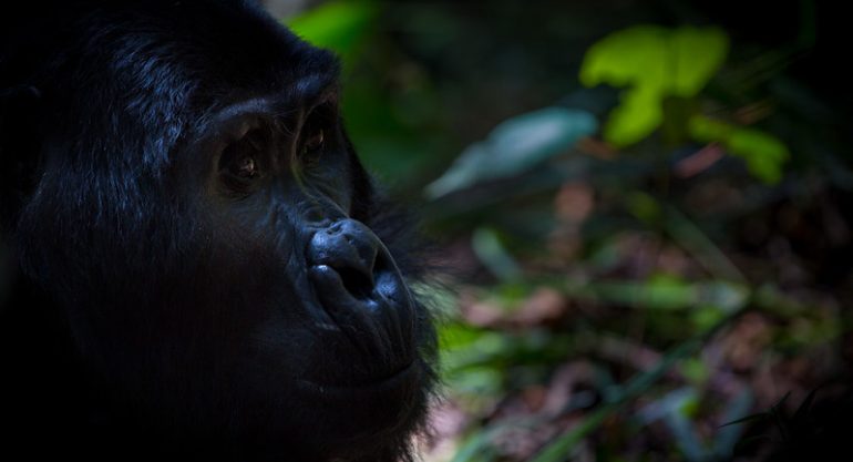 11 Days Uganda Primates Safari