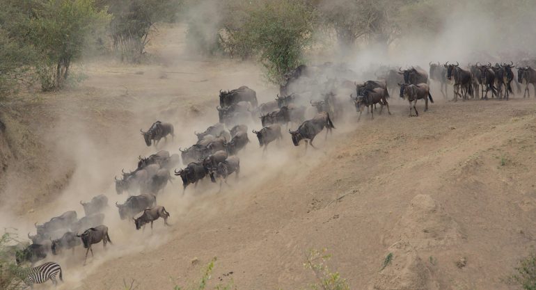 Wildebeest Migration in Tanzania