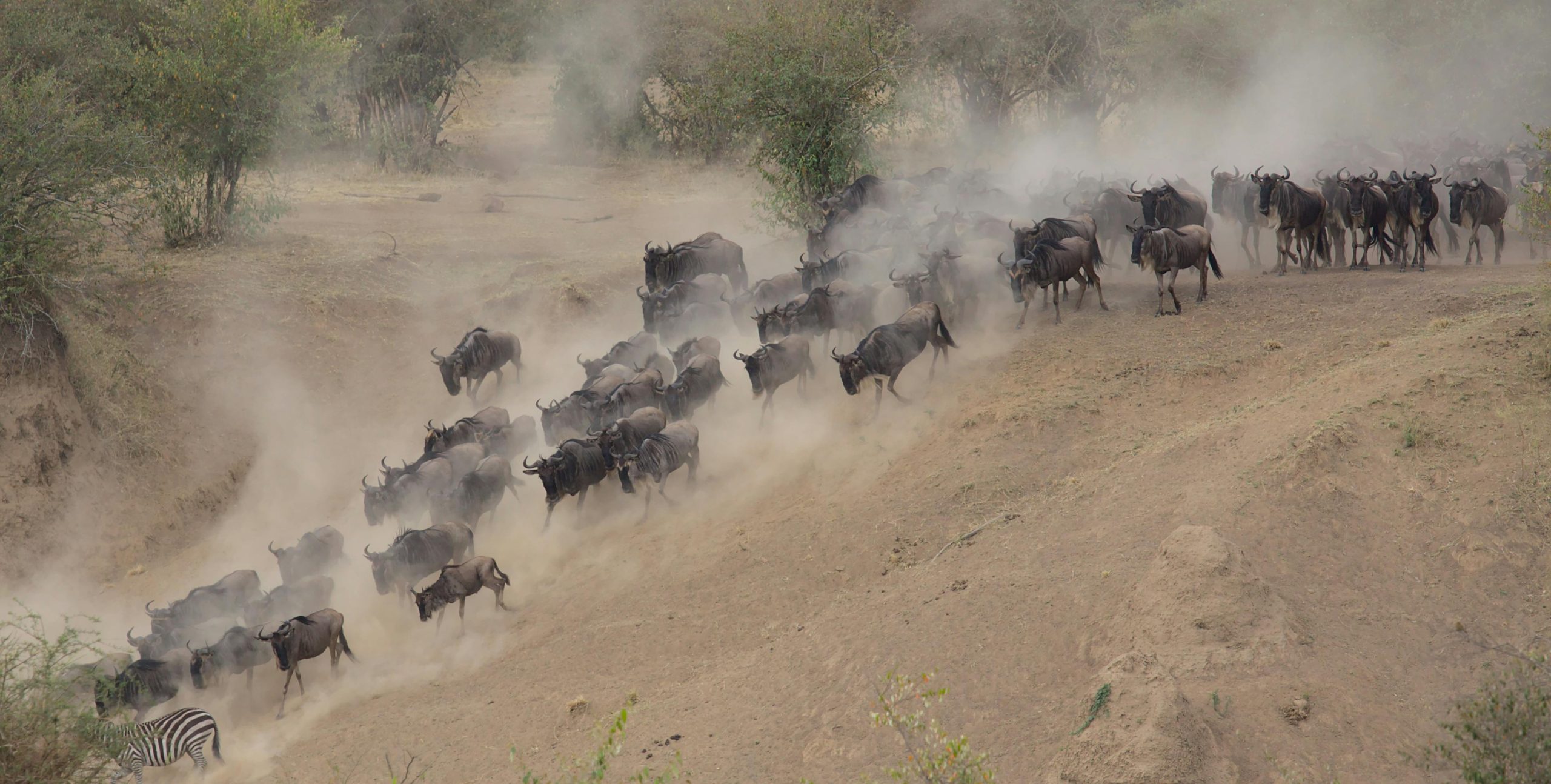 wildebeest migration