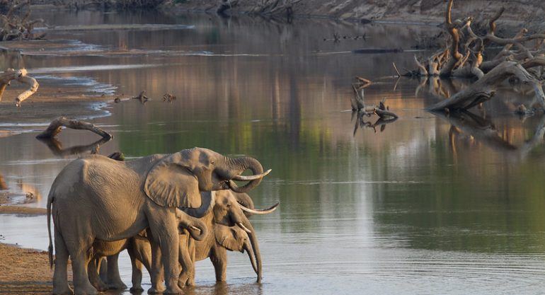 5 Days Zambia Safari