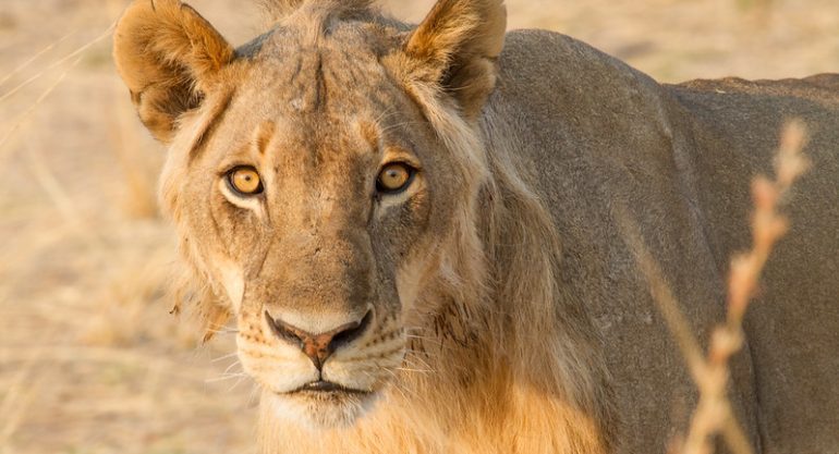 8 Days Zambia Adventure Safari